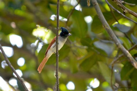 asian paradise flycatcher terpsiphone paradisi 10 flickr