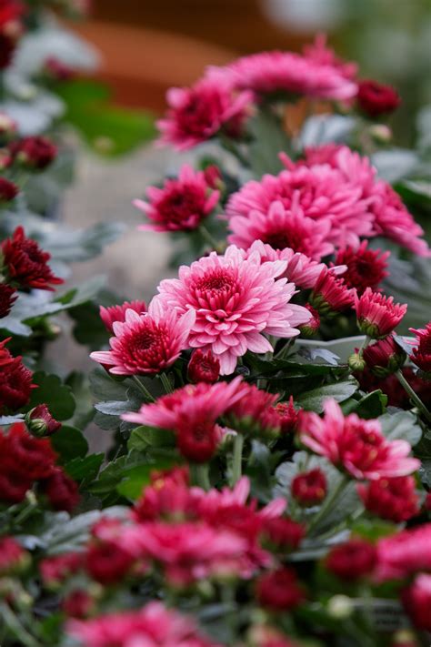 Flowers Background Deep Pink Free Stock Photo Public Domain Pictures