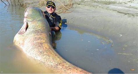Biggest Fish Ever Caught Wwlasopa