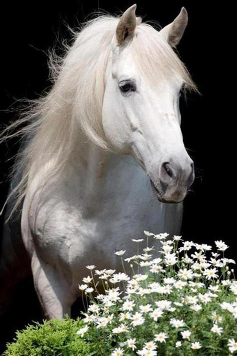Beautiful White Horse Pictures Photos And Images For Facebook Tumblr