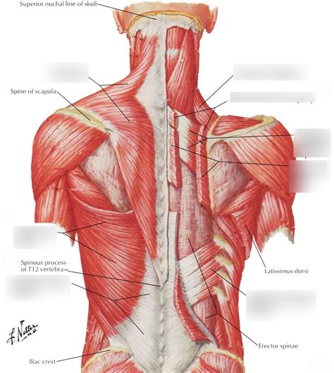 Superficial Back Muscles Layers Diagram Quizlet