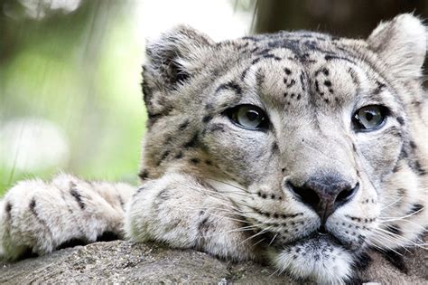 5 Reasons Why Youll Leap For Snow Leopards