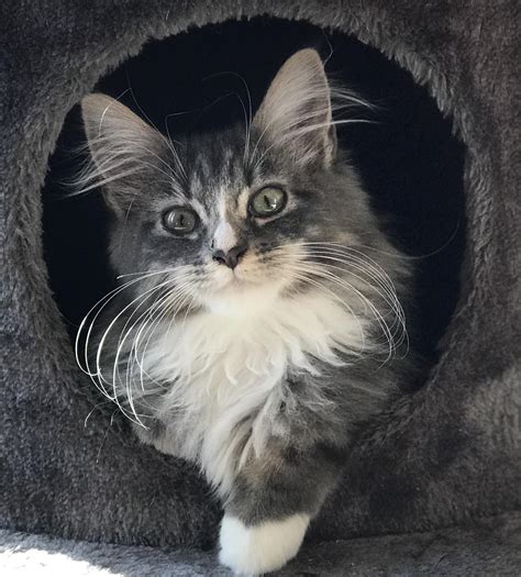 This Is What A Purebred Maine Coon Kitten Looks Like Most Cats You Get