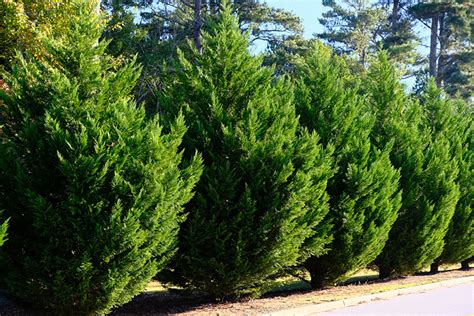 9 Best Plants To Block Noise Bushes Hedges Shrubs Trees
