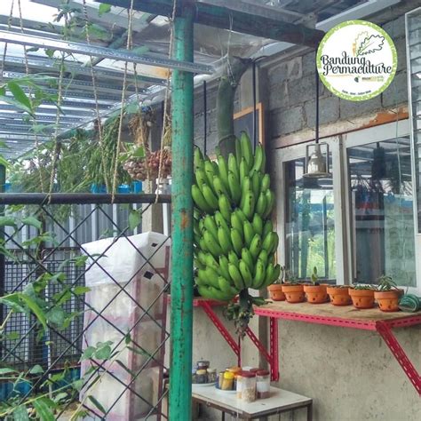Zero Waste Plant Pisang Bandung Permaculture