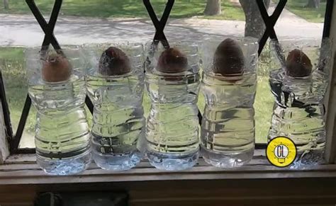 See more ideas about avocado seed, carving, avocado art. Best Way to Grow Avocado From Seeds at Home, Gardening ...