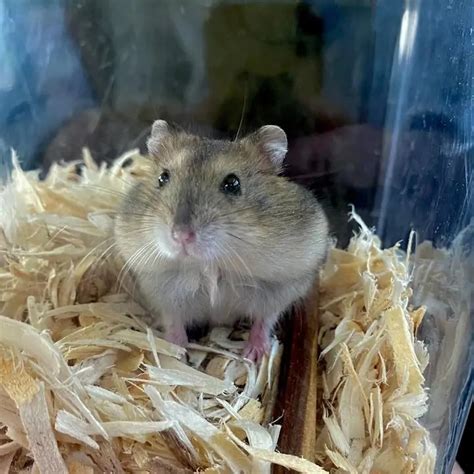What Is Tiktok Hamster Trend Profile Picture With Hamsters Caught