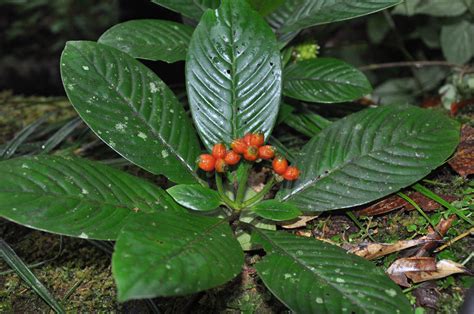 Psychotria Rubiaceae
