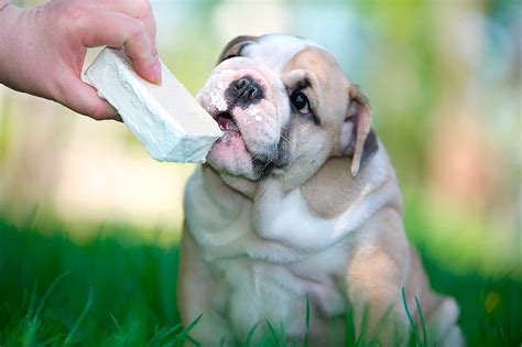 You don't have to be a foodie to consider a name for your new puppy based on food. Tasty Homemade Treats For Dogs and Cats - New Mexican ...