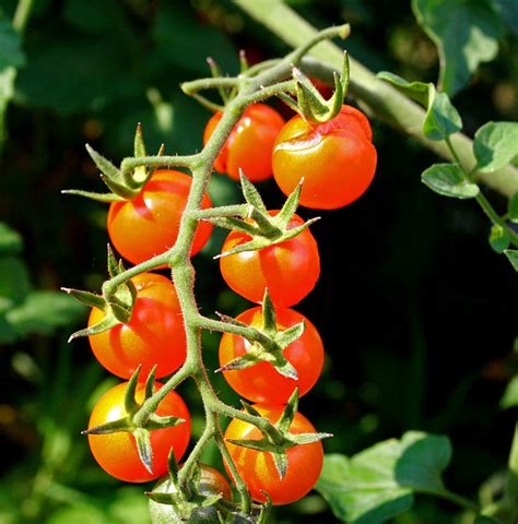 Cherry Tomato From My Garden Teresa Boardman Flickr