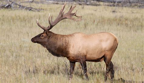 Elk thriving in Alberta despite increases in predators and hunting