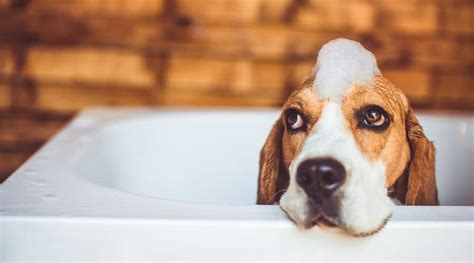 Why Do Basset Hounds Smell Or Stink And How To Solve It