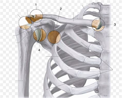 Pictures Of Acromioclavicular Joint