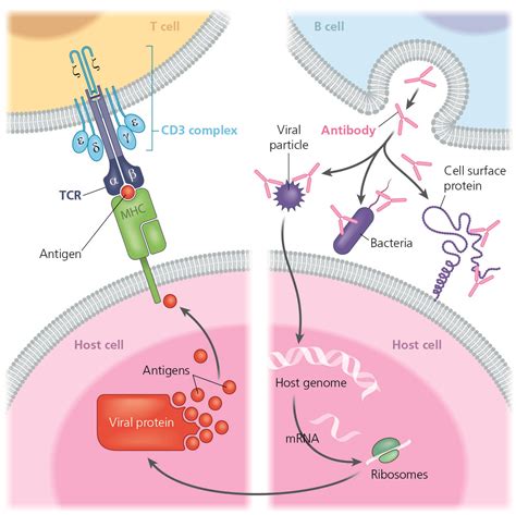 The Immune System Leukaemia Care E Learning