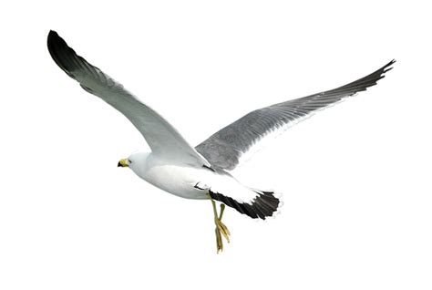 Gull Png Transparent Image Download Size 800x537px