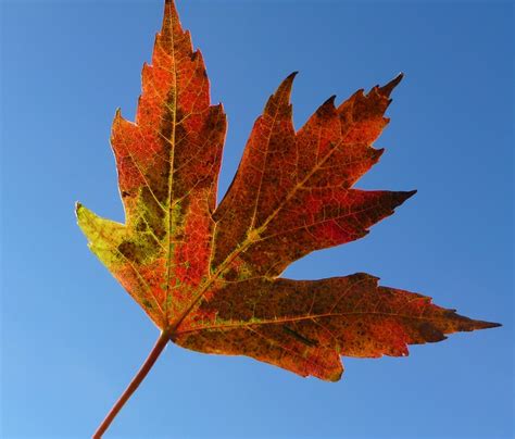 A Single Autumn Leaf Flickr Photo Sharing