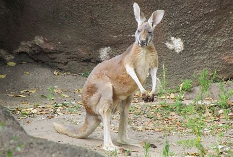 Животные австралии фото с названиями и описанием