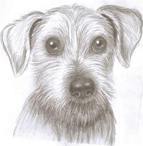 Free Drawings Of Dog Download Free Drawings Of Dog Png Images Free