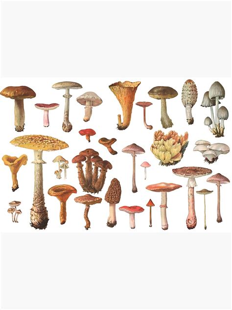 Vintage Mushroom Identification Chart Premium Matte Vertical Poster