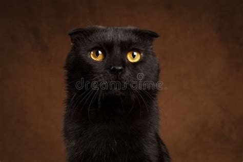 Closeup Portrait Of Grumpy Black Cat Stock Image Image Of Facing