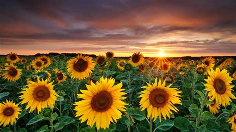 Top 100 Imagen Fondos De Pantalla De Girasoles Vn