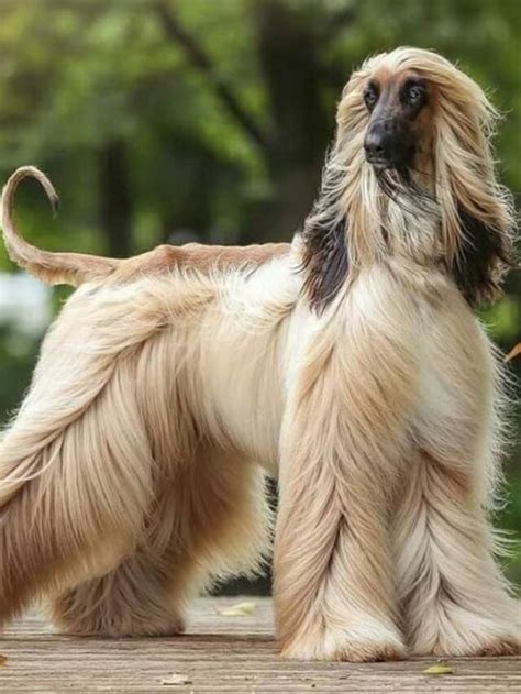 Top 10 Long Haired Dog Breeds You Need To Know Ruposhi Bangla