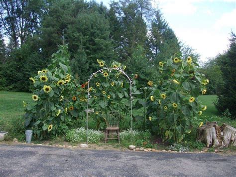 23 Sunflower Garden Plans Ideas You Must Look Sharonsable