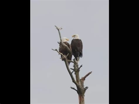 Bald Eagles In Southborough Sudbury Valley Trustees