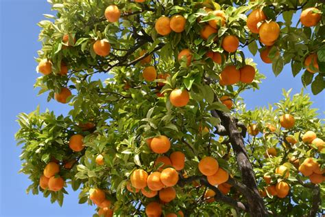 Zdjęcia: Grazalema, Andaluzja, I wszędzie pyszne pomarańcze, HISZPANIA