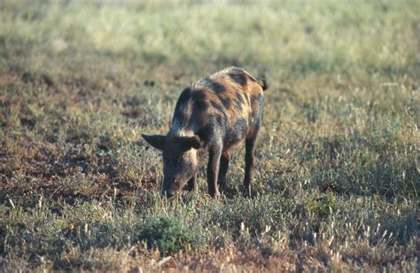 Feral Pigs Department Of Environment And Science