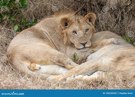 Two Lions Laying Together In The Grasslands On The Masai Mara Kenya