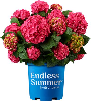 I JUST BOUGHT A SUMMER CRUSH HYDRANGEA AND IT IS BLOOMING PINK. HOW DO I GET THE RASPBERRY COLOR ...