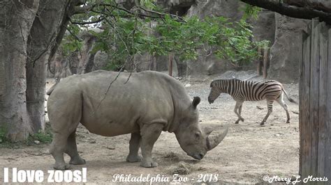 Philadelphia Zoo White Rhino And Zebras On A Summer Day Youtube