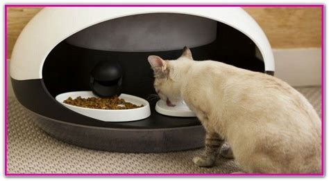Best automatic cat feeder for multiple cats: Best Automatic Cat Feeder Wet Food | Pet Needs | Automatic ...