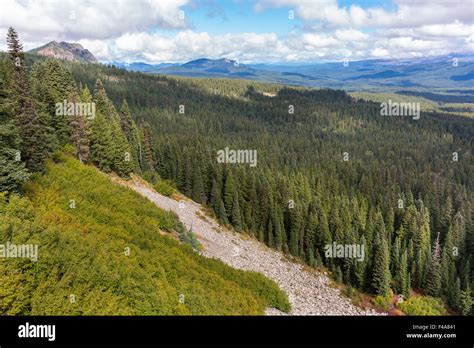 Ford Pinchot National Forest Washington Usa Scree And Forest In