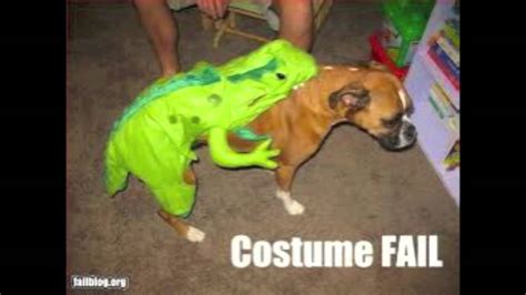 Cute And Funny Dog Costumes Youtube