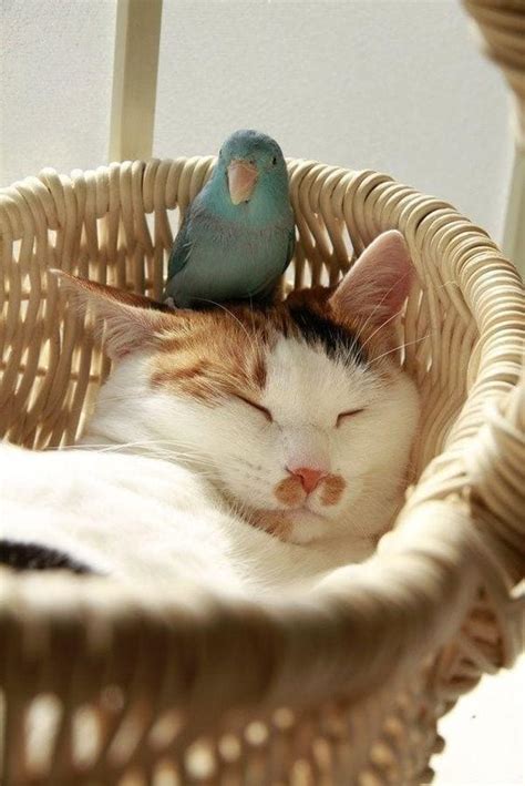 A Parrot And A Sleeping Cat Too Cute To Bear