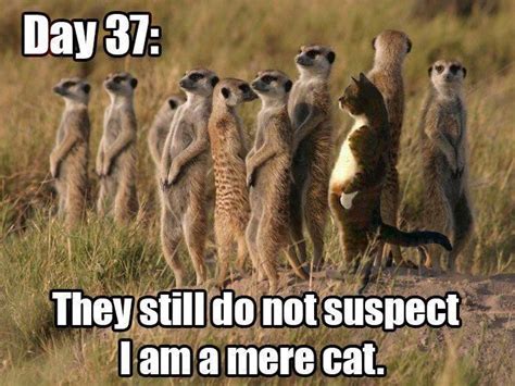 Meerkat Pun Humor Animal Puns Funny Animal Memes Funny Animal