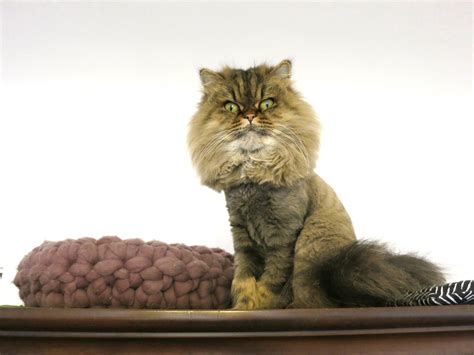 Call ahead to ensure a certified cat groomer is available. 1st Lion Cut for my Persian Cats | Meow Lifestyle