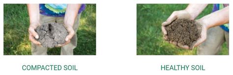 How a lawn that has dried out and needs watering will often fall dormant and turn a duller shade of green or even brown. How Often Should You Aerate Your Lawn? (Lawn Aeration 101) - Prudent Reviews