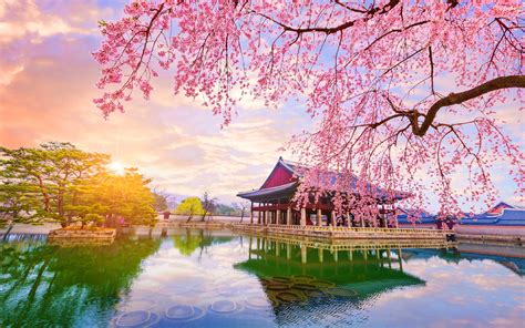 Wallpaper Nature Trees South Korea Cherry Blossom Reflection