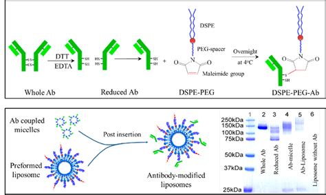 Moreover, peg modification leads to a more hydrophilic material, which can subsequently be used as a water sensor (yang et al., 2002). Schematic illustrations of DSPE-PEG-anti-CA IX Ab ...