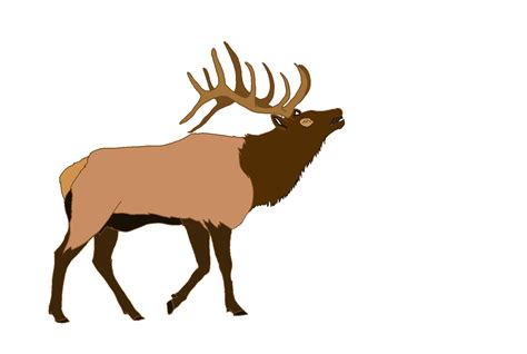 Clip Art Elk 20 Free Cliparts Download Images On Clipground 2023