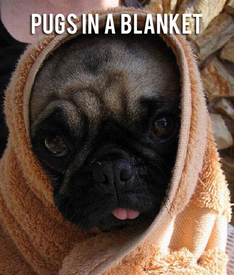 Pug Meme Funny Pug Pictures