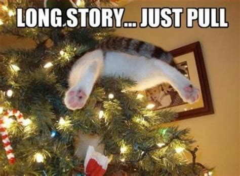 Cats That Are Stuck Please Help Christmas Cat Memes Cat Christmas