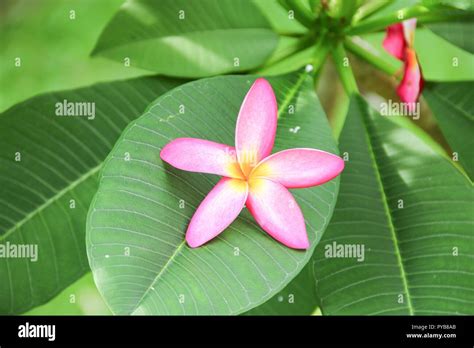 Plumeria Flower Pink Or Desert Rose Beautiful On The Leaves Common Name Apocynaceae Frangipani