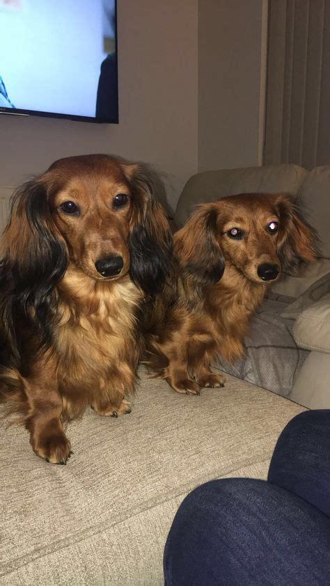 Red Miniature Long Haired Dachshunds Dachshund Puppy Long Haired
