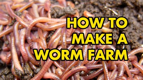 Diy Worm Farm Easy Guide Must Watch Video Youtube