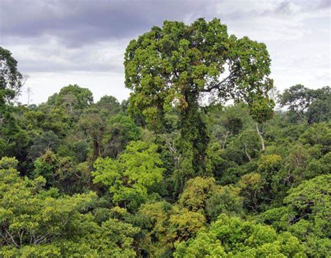 A tropical rainforest is a hot, humid, and flourishing dense forest, usually found around the equator. 9 Rainforest Facts Everyone Should Know | Rainforest Alliance