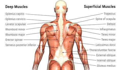 back muscle anatomy there are three main groups which the… by giorgio angioni medium